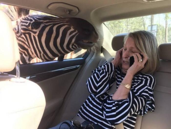 Подборка забавных картинок и смешных фото с надписями из сети Подборка забавных картинок и смешных фото с надписями из сети картинки с надписями,прикольные картинки,смешные комментарии,шикарные фотографии