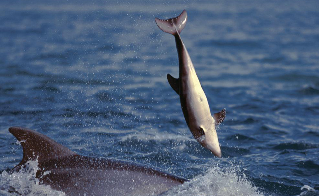 Полученная информация смутила исследователей. Дельфины всегда считались добрейшими созданиями — как выяснилось, у всех есть своя темная сторона. 