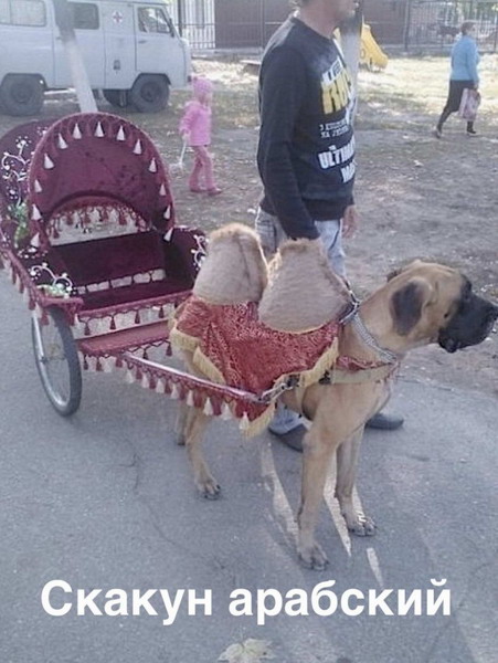 Животный юмор в картинках Животный юмор в картинках