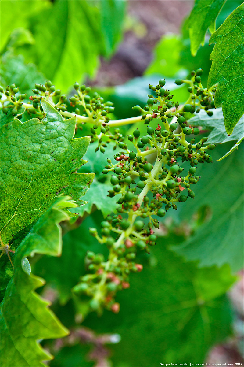 Цветение виноградников в Крыму
