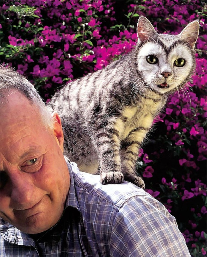 Необычные кошки кошки, необычно, окрас