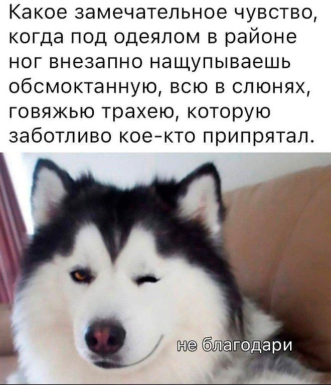 Доброутрешние весёлые картинки. С пятницей! 