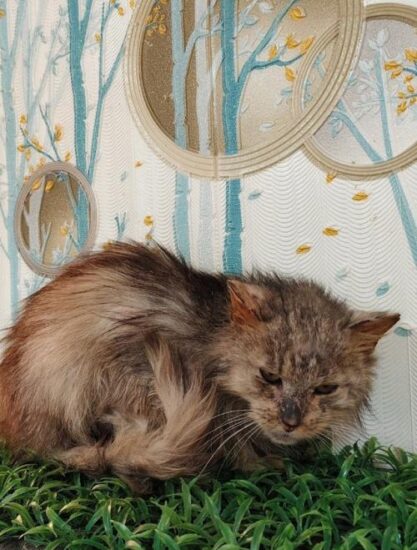 Кузенька! История жестока этого кота.