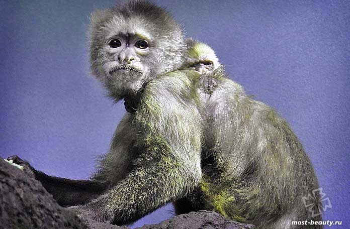 Самые красивые виды обезьян: Капуцин-плакса