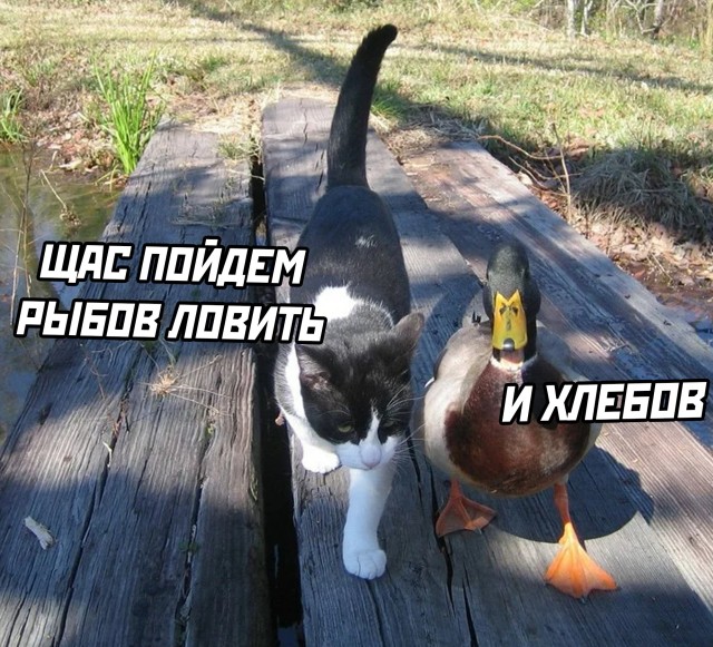 Подборка смешных картинок  приколы,смешные картинки,юмор