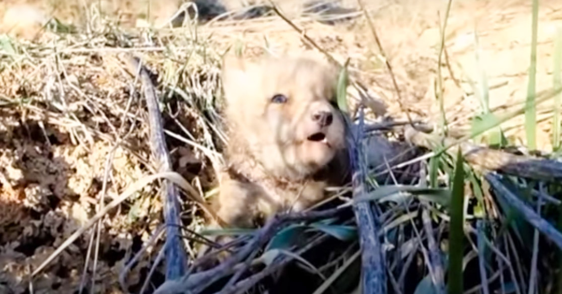 Раненый лисенок сам стал просить людей о помощи