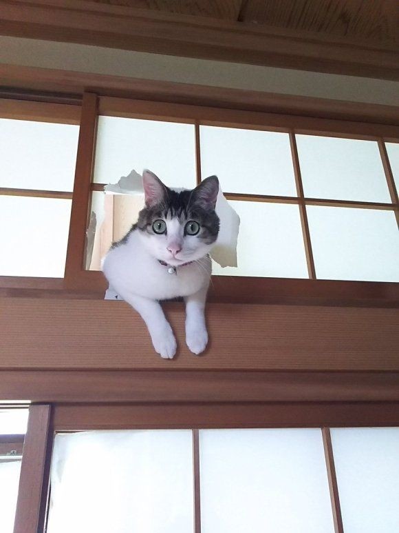 Традиционные японские двери совершенно не подходят для кошатников коты, прикол, япония