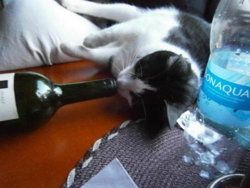 Праздничные фото-приколы и не только Праздничные фото-приколы и не только