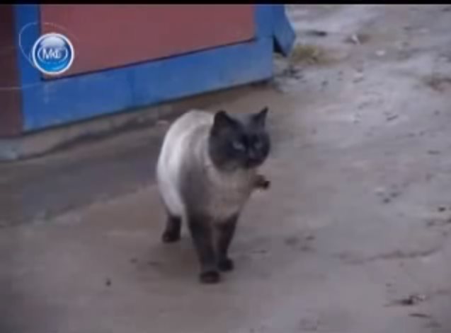 Брошенный кот повторил историю Хатико