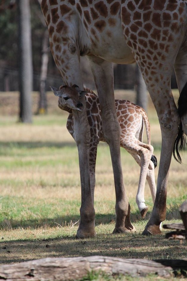 This giraffe who isn&#39;t ready to adventure on her own just yet.