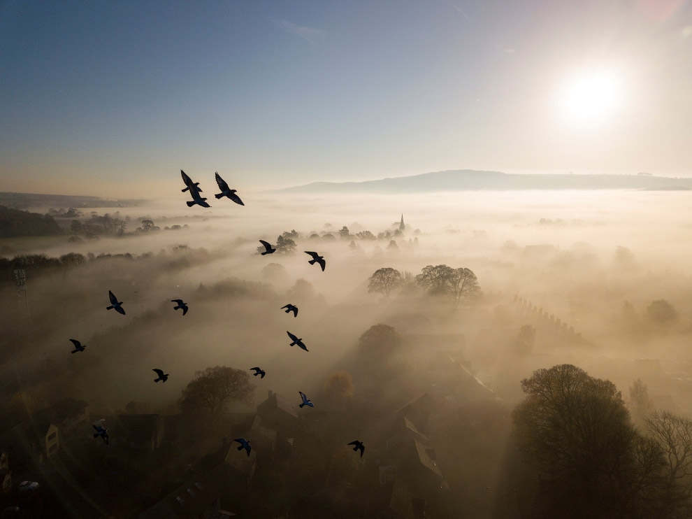 Призеры лондонского конкурса дикой природы Wildlife Photographer of the Year 2019