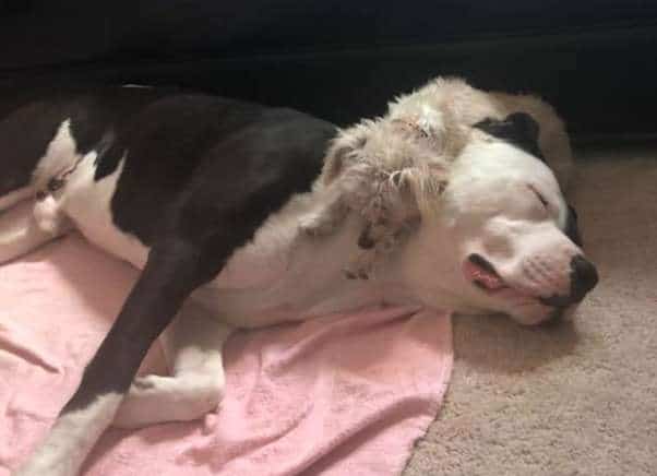 собаки спят