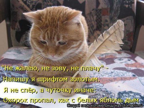 Котоматрица для всех позитив