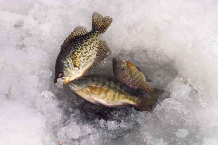 Существуют и другие рыбацкие причуды, касающиеся зимней рыбалки / Фото: youarecurrent.com