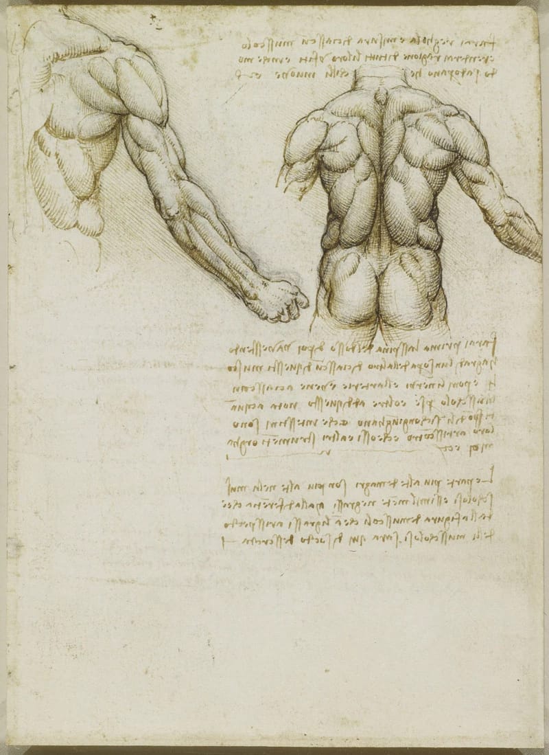 Recto: The muscles of the back and arm. Verso: Studies of the in