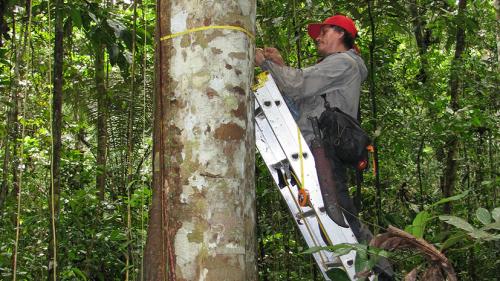 Причины исчезновения тропических лесов. «Непосредственная угроза»: как уничтожение тропических лесов влияет на климат