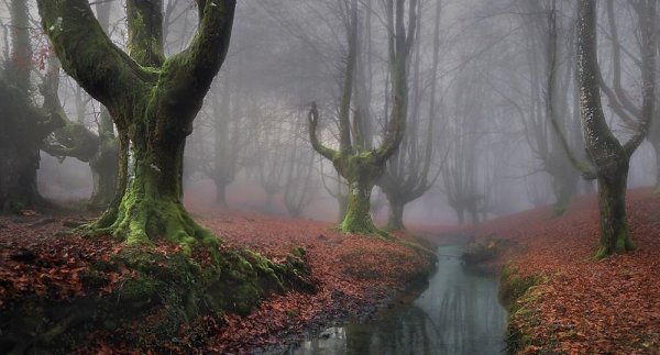 Фотоподборка красивых лесов разных стран