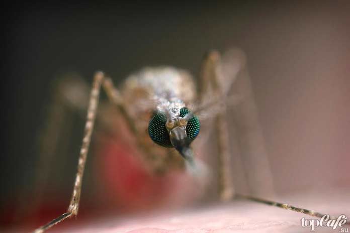 Самые опасные комары: Anopheles stephensi