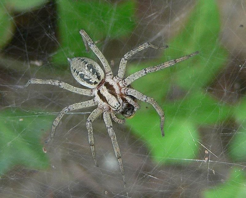 Лабиринтовый паук, или агелена лабиринтовая (лат. Agelena labyrinthica)