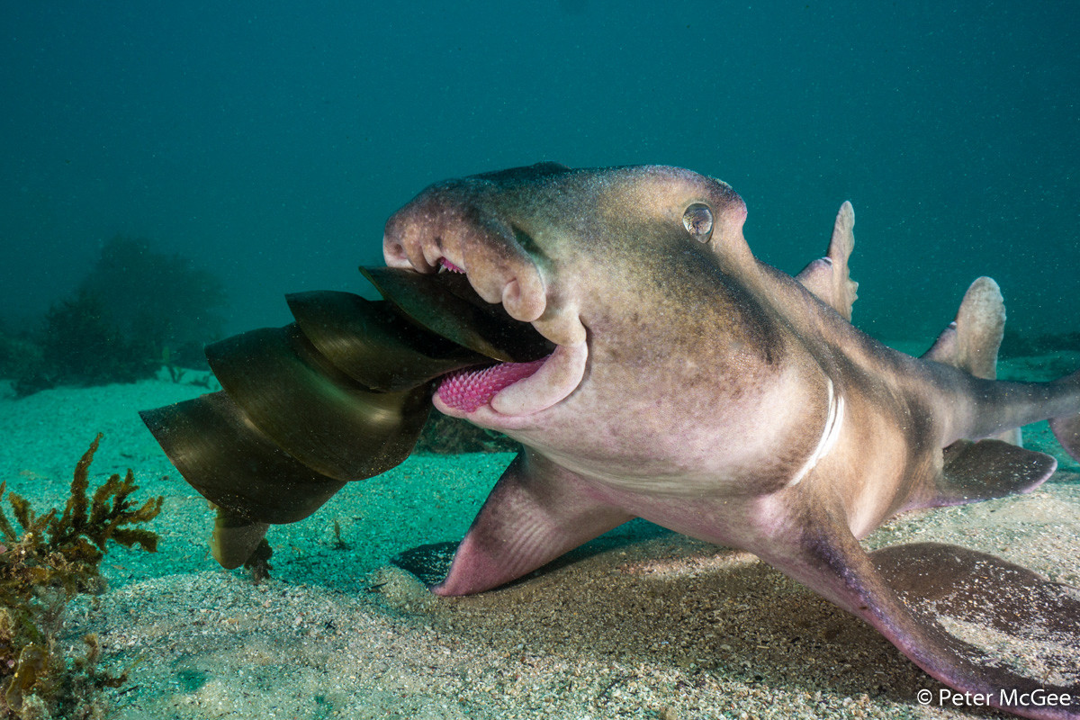 Победители Australian Geographic Nature Photographer of the Year 2019