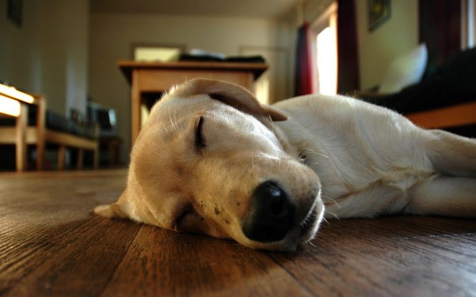 Animals___Dogs_The_dog_sleeps_on_the_floor_078668_