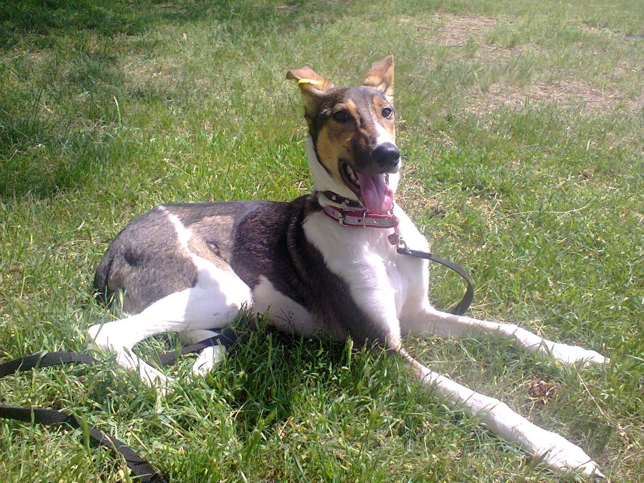 собака на прогулке