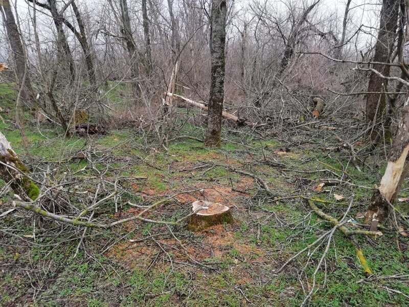 Про мусорный коллапс в Краснодаре Про мусорный коллапс в Краснодаре