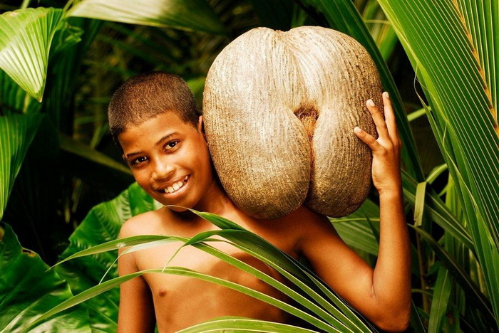 Коко-де-мер - самый необычный кокос на планете