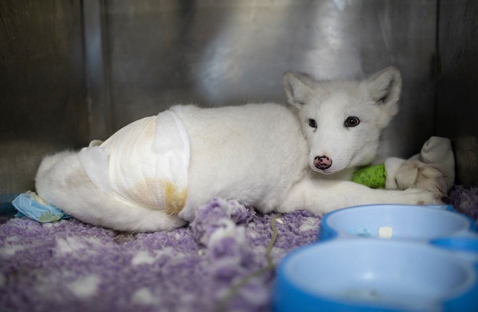 больной песец