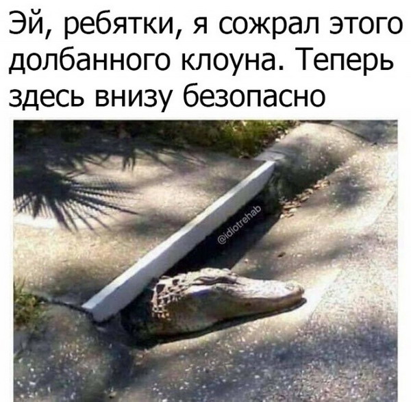 Животный юмор в картинках Животный юмор в картинках