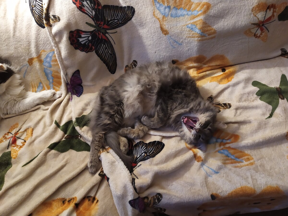 Осторожнее, котик, а то муху проглотишь! Сонные зевающие коты Осторожнее, котик, а то муху проглотишь! Сонные зевающие коты истории из жизни