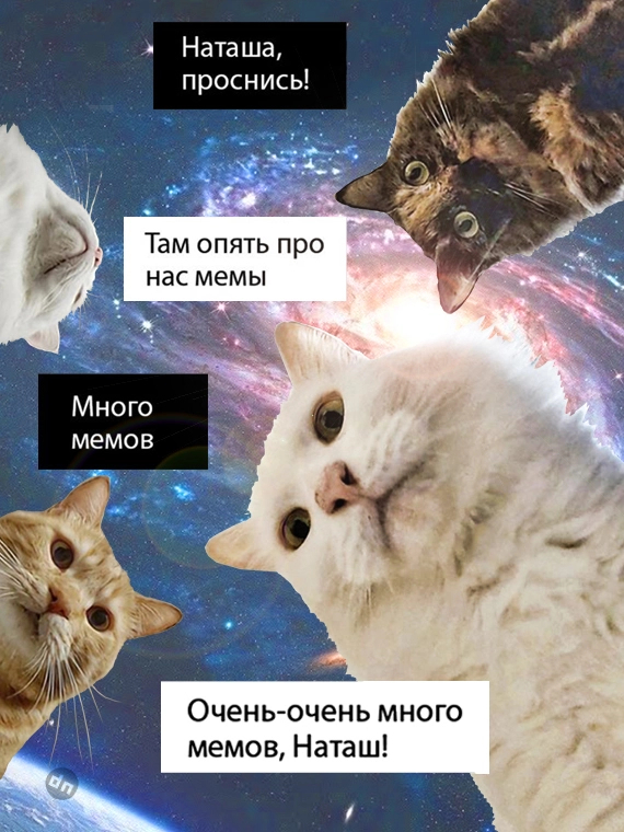 Мемы с котами из Тик Тока 2023-2024 с надписями