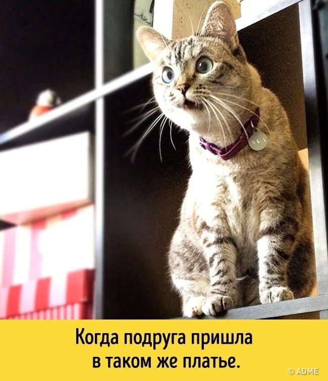 Животные, которые разучились скрывать свои эмоции
