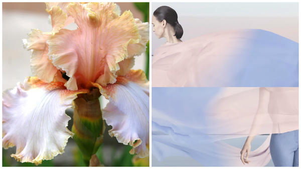 Ирис сорт Marriage Vows, оттенки розового и голубого, фото сайта hochu.ua