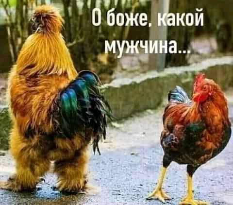 Шутки, анекдоты и забавности, способные поднять настроение