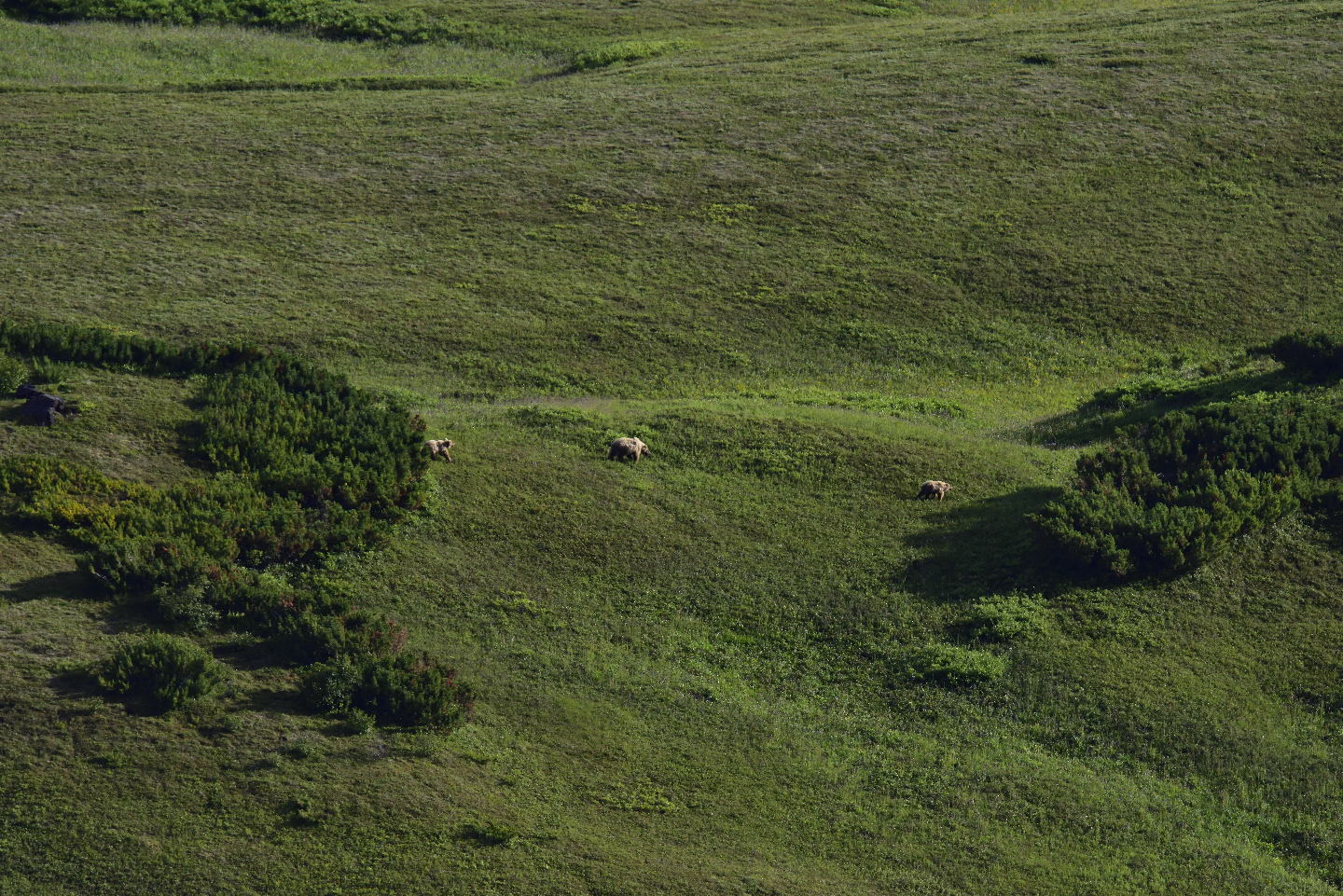 Небольшой фоторепортаж о дикой природе Камчатки 