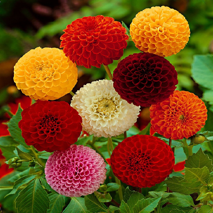 Апрельские посевы цветов и декоративных растений рассада цветов в апреле