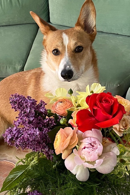 Собачья жизнь: Эмили Ратажковски провела необычную свадебную церемонию Звезды,Новости о звездах