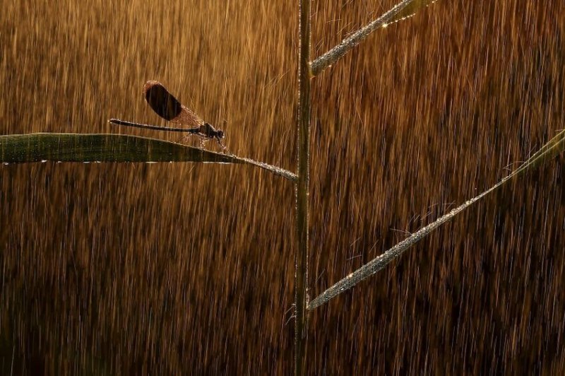 30. Снимок под названием "Стена дождя", фотограф - Norbert Kaszás