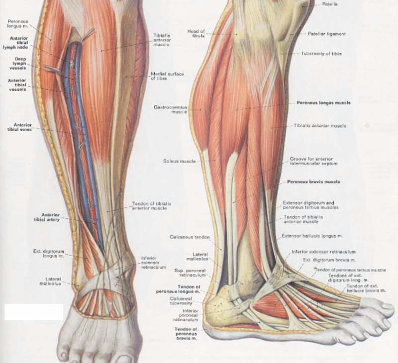 Анатомия ноги человека сбоку