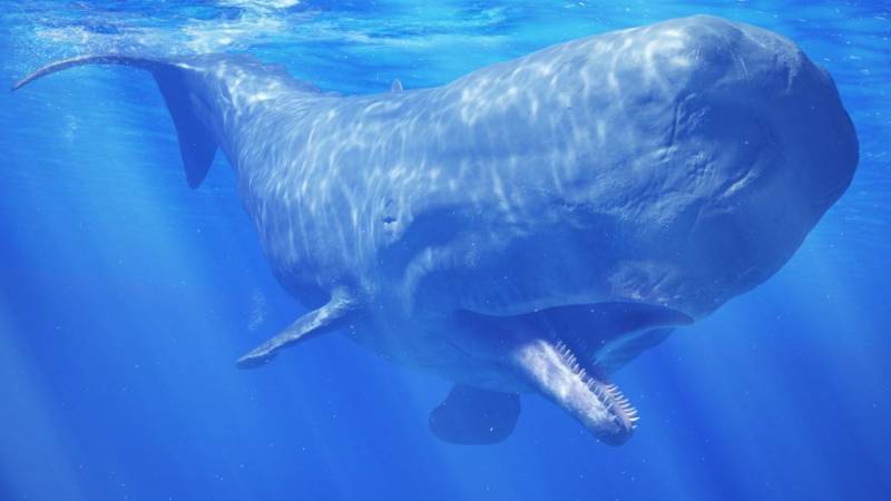 Что такое кашалот? Морское млекопитающее кашалот: описание, места обитания, образ жизни, питание