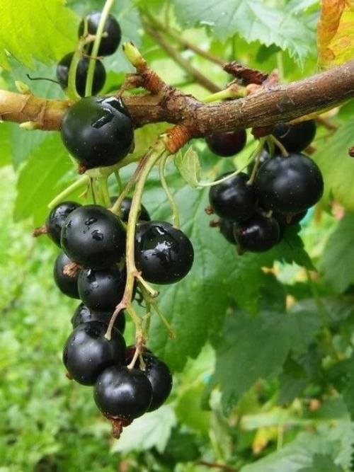Черная смородина - это настоящий сокровищница витаминов и питательных веществ!