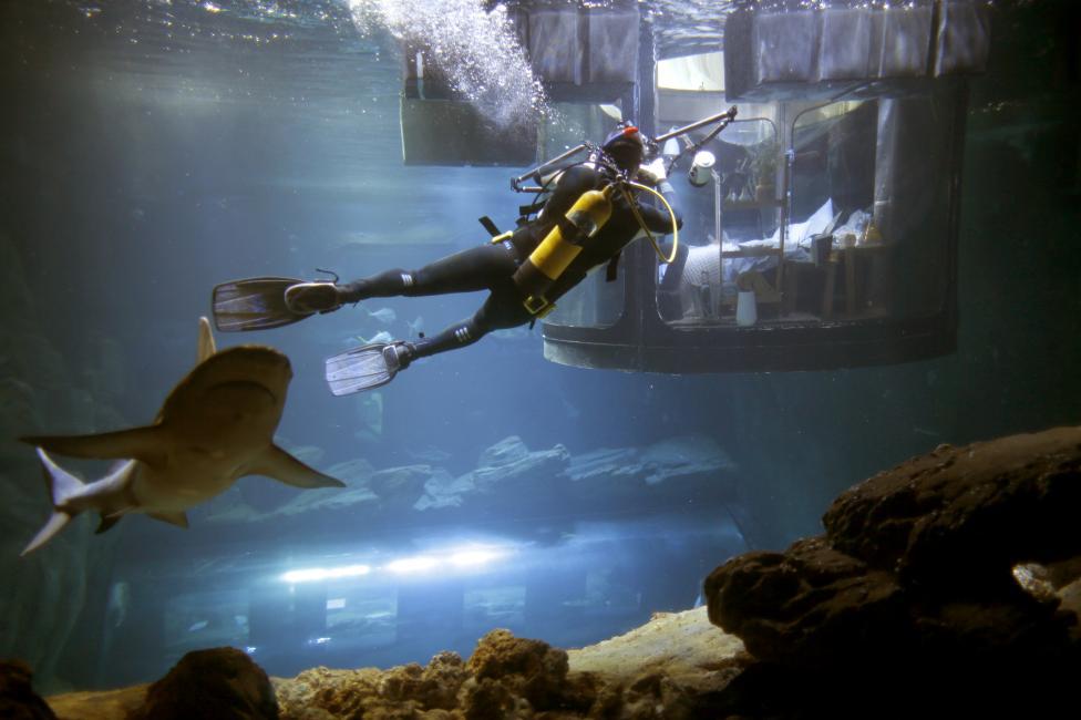 A diver takes pictures as people look at sharks from an underwater room structure installed in the Aquarium of Paris. REUTERS/Charles Platiau