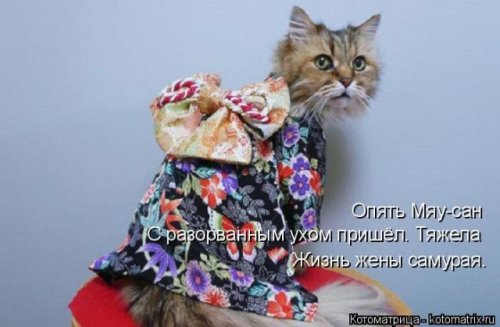 Свежая котоматрица для всех (40 фото)