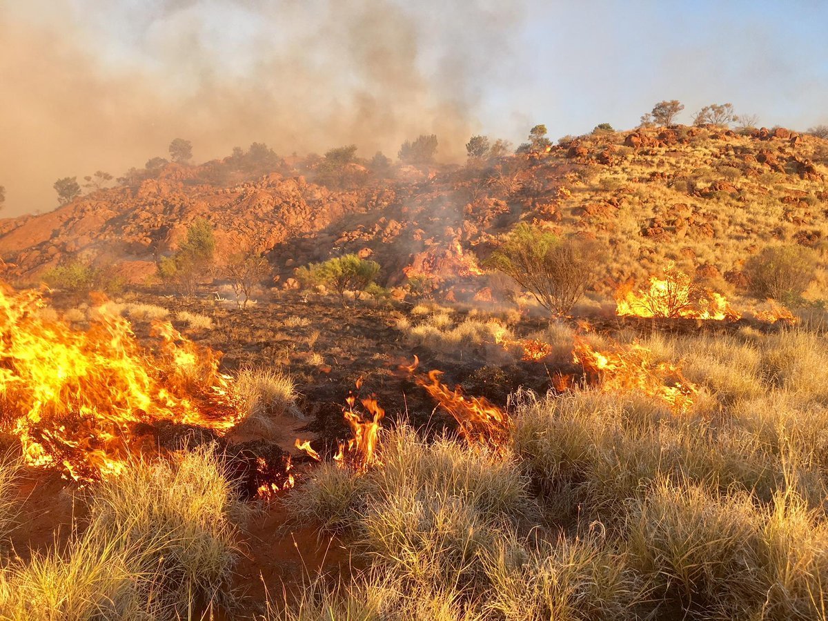 Поразительная хитрость: почему ехидны не гибнут во время лесных пожаров в Австралии Поразительная хитрость: почему ехидны не гибнут во время лесных пожаров в Австралии животные,наука,природа