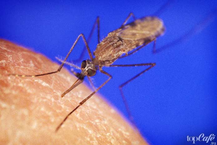 Самые опасные комары: Anopheles gambiae