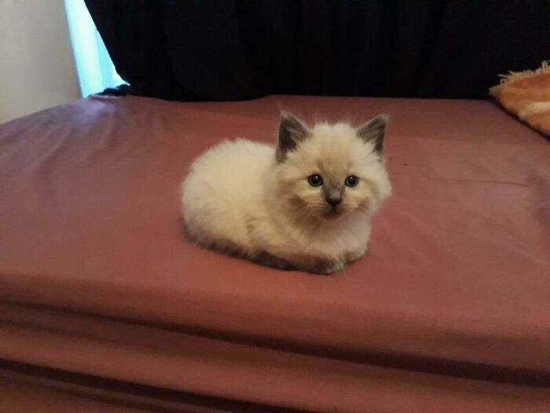 15 кошек, которые свернулись в маленькие пушистые комочки счастья 15 кошек, которые свернулись в маленькие пушистые комочки счастья ктото, кошки, сидеть, такие, каждой, дыра Вот, местечко Черная, уютное, нашла, очарователен Кошка, снизу, смотрителя Вид, примет, кота Два, черного, боится, мыслями Ктото, собраться, месте Пытается, любом
