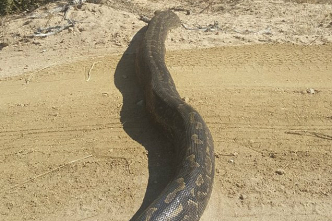 Водитель подумал на дороге лежит бревно, но оказалось, что это огромная змея африка