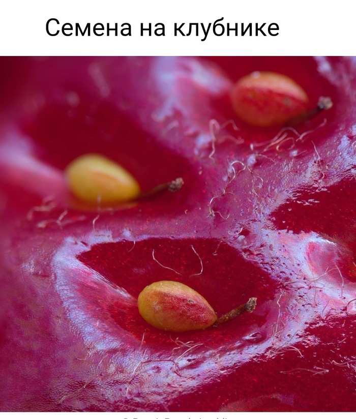 Невероятные фотографии под микроскопом 