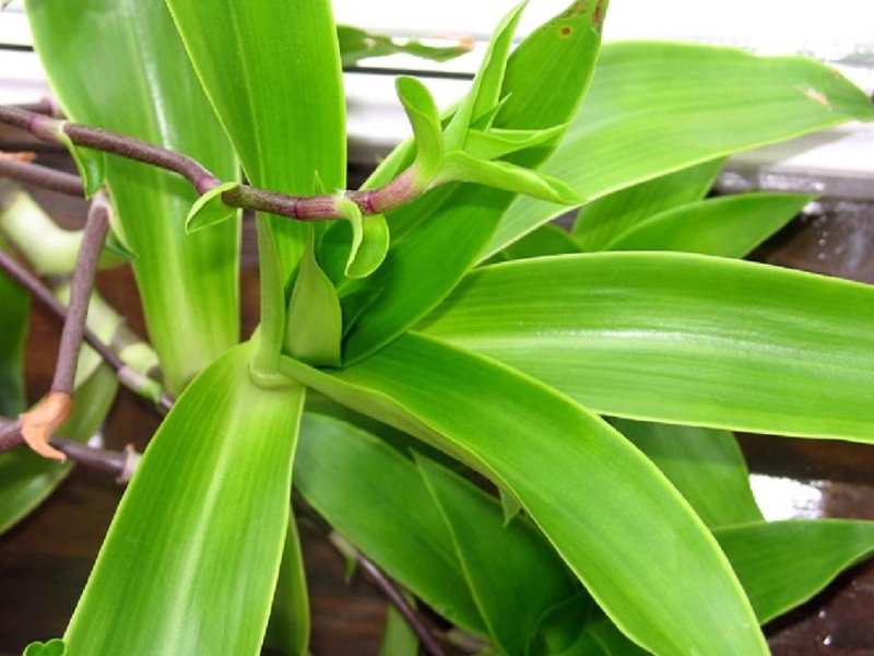 каллизия золотой ус. каллизия душистая золотой ус. каллизия душистая (золотой ус) вариегата. золотой ус применение. растение каллизия золотой ус.